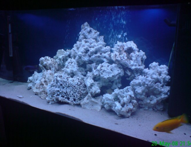 280 gallons freshwater fish tank (mostly fish and non-living decorations) - just got all my rock in just need some fish now at present i have 4 baby chiclids and 3 young ones 280 gallons freshwater fish tank (mostly fish and non-living decorations) - just got all my rock in just need some fish now at present i have 4 baby chiclids and 3 young ones