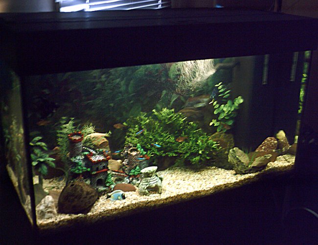 33 gallons freshwater fish tank (mostly fish and non-living decorations) - 125l Tank contains;
Keyhole Cichlid
Severum
4 Kribensis
Angelfish
7 Dalmatian Molly
3 Danios
6 Neon Tetra
4 Serpae Tetra
Paradise Fish
Chinese Algae Eater
Bristlenose Catfish 33 gallons freshwater fish tank (mostly fish and non-living decorations) - 125l Tank contains;
Keyhole Cichlid
Severum
4 Kribensis
Angelfish
7 Dalmatian Molly
3 Danios
6 Neon Tetra
4 Serpae Tetra
Paradise Fish
Chinese Algae Eater
Bristlenose Catfish