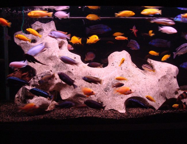 138 gallons freshwater fish tank (mostly fish and non-living decorations) - african - tanganyika 138 gallons freshwater fish tank (mostly fish and non-living decorations) - african - tanganyika