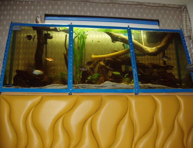 230 gallons freshwater fish tank (mostly fish and non-living decorations) - 220 gal 7'4" in length 3 ft high 11 panels of 3/8 tempered glass with cichlids, and catfish 230 gallons freshwater fish tank (mostly fish and non-living decorations) - 220 gal 7'4" in length 3 ft high 11 panels of 3/8 tempered glass with cichlids, and catfish