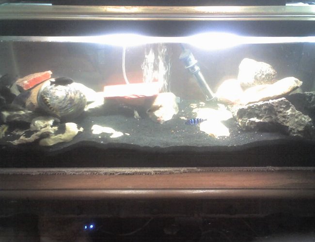 60 gallons freshwater fish tank (mostly fish and non-living decorations) - this is a newly setup tank 60 gallons freshwater fish tank (mostly fish and non-living decorations) - this is a newly setup tank