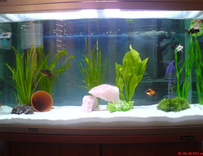 32 gallons freshwater fish tank (mostly fish and non-living decorations) - up 2 date pic of my tank 32 gallons freshwater fish tank (mostly fish and non-living decorations) - up 2 date pic of my tank