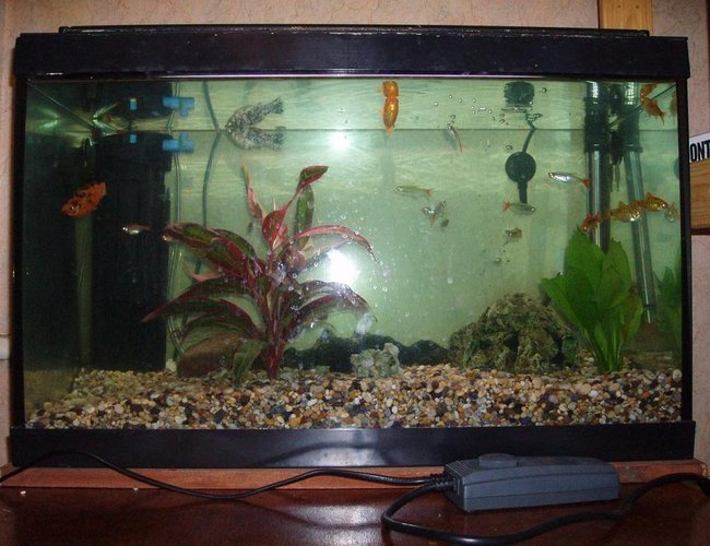 12 gallons freshwater fish tank (mostly fish and non-living decorations) - My first tank - These fish were rescued from a friend who's tank burst. Before I took them home they were lodging in his bathroom washbasin! 12 gallons freshwater fish tank (mostly fish and non-living decorations) - My first tank - These fish were rescued from a friend who's tank burst. Before I took them home they were lodging in his bathroom washbasin!