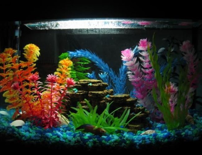 6 gallons freshwater fish tank (mostly fish and non-living decorations) - 6 gallon 6 gallons freshwater fish tank (mostly fish and non-living decorations) - 6 gallon