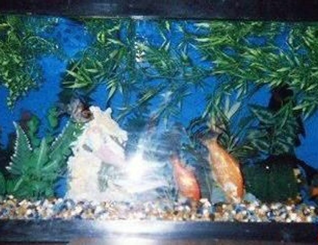45 gallons freshwater fish tank (mostly fish and non-living decorations) - half way through my summer project 45 gallons freshwater fish tank (mostly fish and non-living decorations) - half way through my summer project