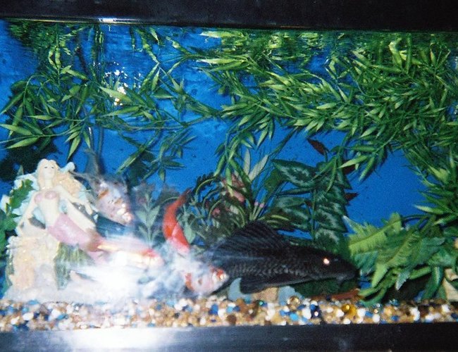 45 gallons freshwater fish tank (mostly fish and non-living decorations) - ok 45 gallons freshwater fish tank (mostly fish and non-living decorations) - ok