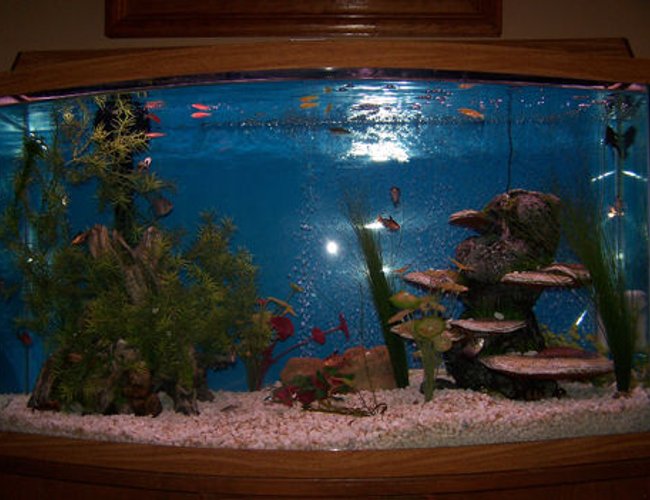 46 gallons freshwater fish tank (mostly fish and non-living decorations) - New to the aquarium life!!!!! 46 gallons freshwater fish tank (mostly fish and non-living decorations) - New to the aquarium life!!!!!