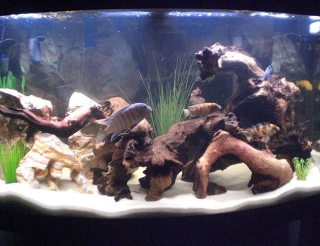46 gallons freshwater fish tank (mostly fish and non-living decorations) - CICHLID TERRITORY!!!! 46 gallons freshwater fish tank (mostly fish and non-living decorations) - CICHLID TERRITORY!!!!