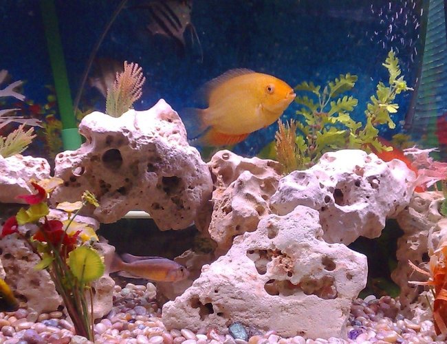 46 gallons freshwater fish tank (mostly fish and non-living decorations) - My 46 gallon tank, most of the fish are hiding behind the rocks. 46 gallons freshwater fish tank (mostly fish and non-living decorations) - My 46 gallon tank, most of the fish are hiding behind the rocks.