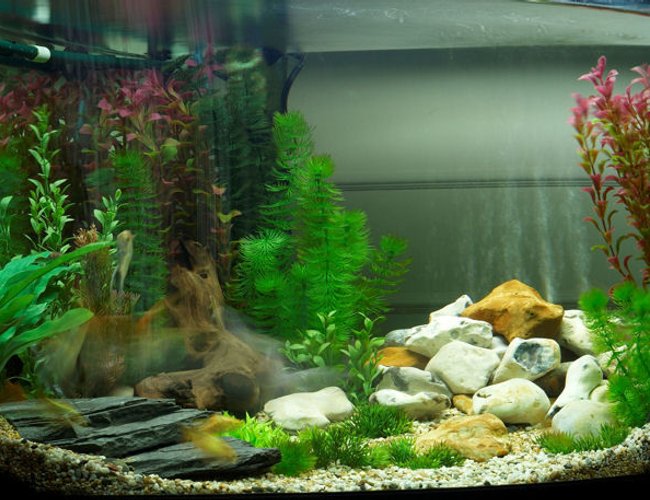 47 gallons freshwater fish tank (mostly fish and non-living decorations) - the tank as it is now, without live plants, all plastic im afraid... 47 gallons freshwater fish tank (mostly fish and non-living decorations) - the tank as it is now, without live plants, all plastic im afraid...