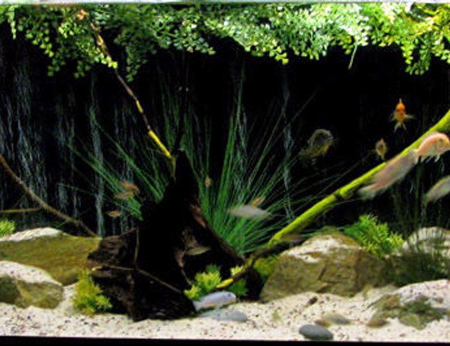 135 gallons freshwater fish tank (mostly fish and non-living decorations) - 135 gallon malawi 135 gallons freshwater fish tank (mostly fish and non-living decorations) - 135 gallon malawi