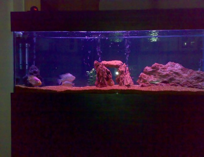 155 gallons freshwater fish tank (mostly fish and non-living decorations) - taxsas 155 gallons freshwater fish tank (mostly fish and non-living decorations) - taxsas