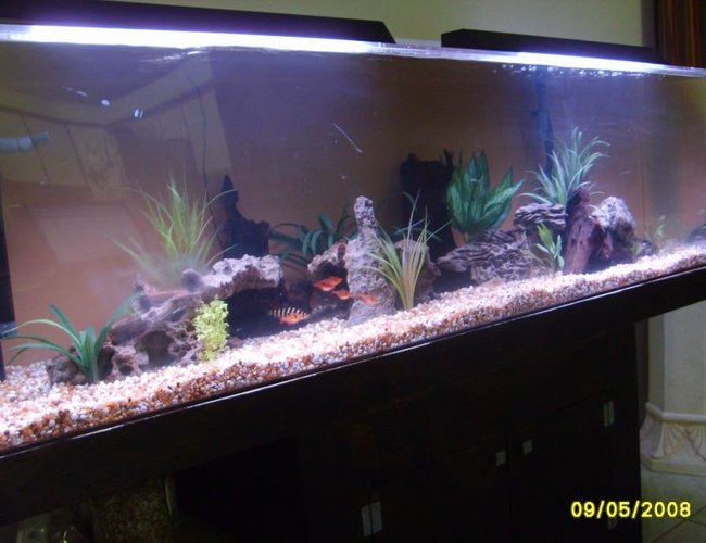 115 gallons freshwater fish tank (mostly fish and non-living decorations) - a better picture of my tank with a few new things and different set up and my "night" lighting on it. they are just 2 24" 20 watt basic bulbs 115 gallons freshwater fish tank (mostly fish and non-living decorations) - a better picture of my tank with a few new things and different set up and my "night" lighting on it. they are just 2 24" 20 watt basic bulbs