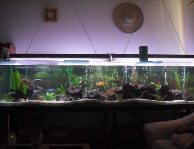 230 gallons freshwater fish tank (mostly fish and non-living decorations) - This is my 230 gallon or 881 liters, sorry. I know this is too far away, but the tank is too long that this is the only way to get it on the picture. thanks 230 gallons freshwater fish tank (mostly fish and non-living decorations) - This is my 230 gallon or 881 liters, sorry. I know this is too far away, but the tank is too long that this is the only way to get it on the picture. thanks