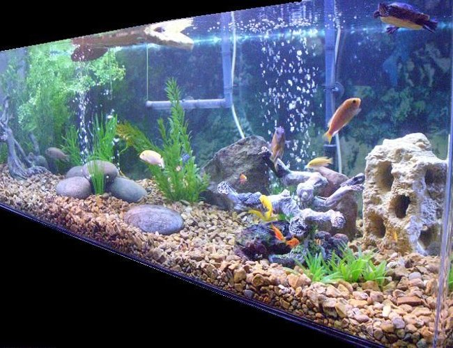225 gallons freshwater fish tank (mostly fish and non-living decorations) - 225 turtle/fish 225 gallons freshwater fish tank (mostly fish and non-living decorations) - 225 turtle/fish