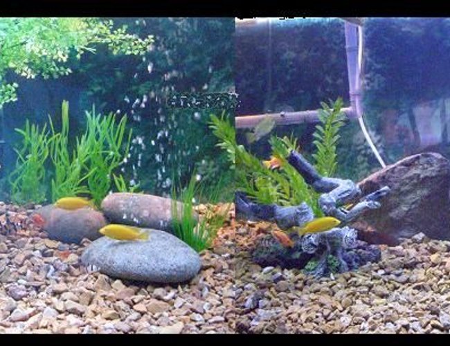 225 gallons freshwater fish tank (mostly fish and non-living decorations) - 225 gallon fish/turtle tank 225 gallons freshwater fish tank (mostly fish and non-living decorations) - 225 gallon fish/turtle tank