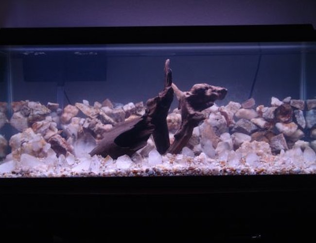 100 gallons freshwater fish tank (mostly fish and non-living decorations) - 75g driftwood and quarts few neons still adding... 5 days old 100 gallons freshwater fish tank (mostly fish and non-living decorations) - 75g driftwood and quarts few neons still adding... 5 days old