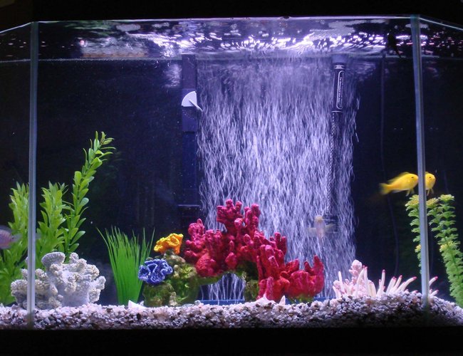 41 gallons freshwater fish tank (mostly fish and non-living decorations) - Just some home fun! 41 gallons freshwater fish tank (mostly fish and non-living decorations) - Just some home fun!