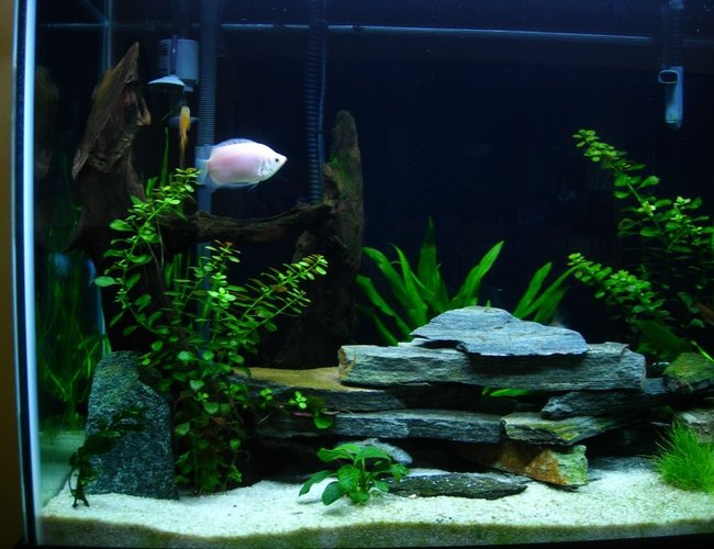 70 gallons freshwater fish tank (mostly fish and non-living decorations) - 3 months old 70 gallons freshwater fish tank (mostly fish and non-living decorations) - 3 months old