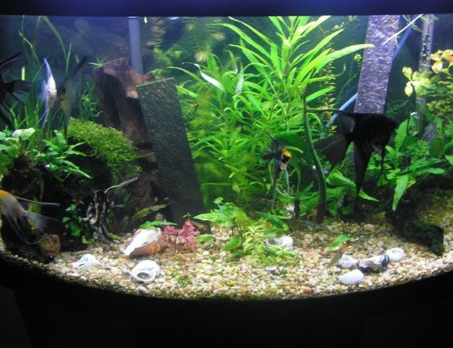 46 gallons freshwater fish tank (mostly fish and non-living decorations) - Another view of the angelfish tank. 46 gallons freshwater fish tank (mostly fish and non-living decorations) - Another view of the angelfish tank.