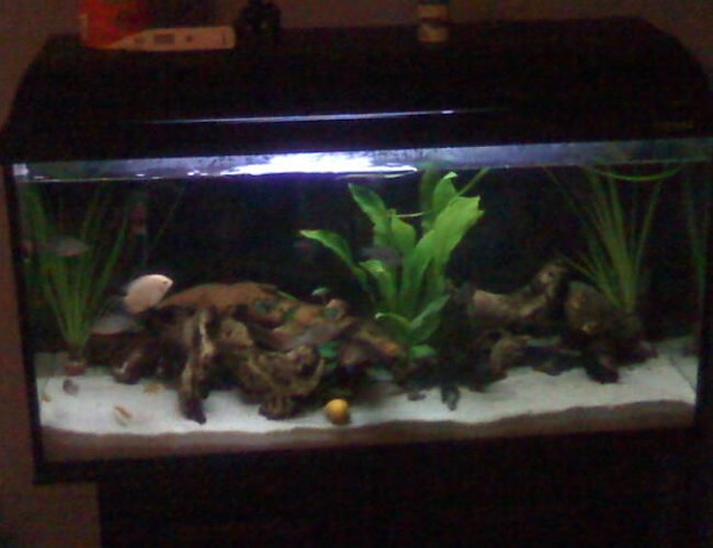 25 gallons freshwater fish tank (mostly fish and non-living decorations) - 25 gallon grow out tank, turned into a jewel cichlid breeding tank.
camera phone pick. 25 gallons freshwater fish tank (mostly fish and non-living decorations) - 25 gallon grow out tank, turned into a jewel cichlid breeding tank.
camera phone pick.