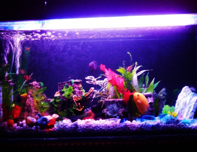 43 gallons freshwater fish tank (mostly fish and non-living decorations) - Artificial Decoration Include provide multiple separate caves
2 Sunken Ships
1 Blue cave structure
1 Hollow Tree Trunk
Gravel and rock base 43 gallons freshwater fish tank (mostly fish and non-living decorations) - Artificial Decoration Include provide multiple separate caves
2 Sunken Ships
1 Blue cave structure
1 Hollow Tree Trunk
Gravel and rock base