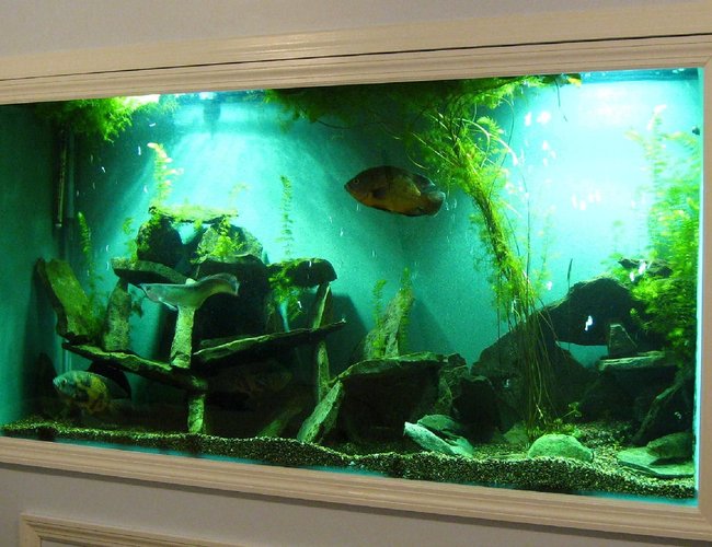 200 gallons freshwater fish tank (mostly fish and non-living decorations) - 200 gallon 200 gallons freshwater fish tank (mostly fish and non-living decorations) - 200 gallon