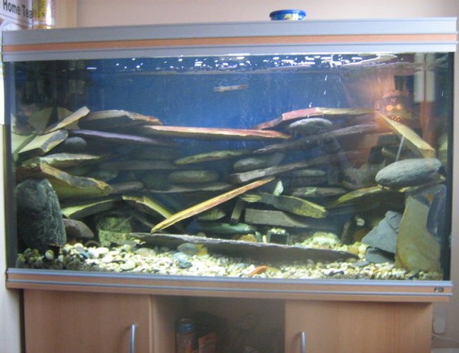 92 gallons freshwater fish tank (mostly fish and non-living decorations) - Actual slate placed to create caves and hollows for cichilds to hide and explore. . . . . wanted to create quite a harsh / industrial look with lots to explore.. . . . . please comment on how i can improve the tank???? 92 gallons freshwater fish tank (mostly fish and non-living decorations) - Actual slate placed to create caves and hollows for cichilds to hide and explore. . . . . wanted to create quite a harsh / industrial look with lots to explore.. . . . . please comment on how i can improve the tank????