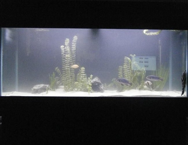 100 gallons freshwater fish tank (mostly fish and non-living decorations) - water is cloudy because i just got done doing a large water change 100 gallons freshwater fish tank (mostly fish and non-living decorations) - water is cloudy because i just got done doing a large water change