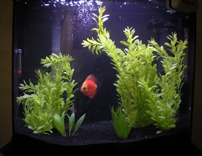 26 gallons freshwater fish tank (mostly fish and non-living decorations) - 26 Gallon Bow Front(Pretty Good I Think For My First Tank) 26 gallons freshwater fish tank (mostly fish and non-living decorations) - 26 Gallon Bow Front(Pretty Good I Think For My First Tank)