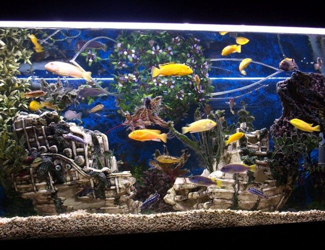 65 gallons freshwater fish tank (mostly fish and non-living decorations) - My 65 Gallon Eheim Cichlid tank 65 gallons freshwater fish tank (mostly fish and non-living decorations) - My 65 Gallon Eheim Cichlid tank