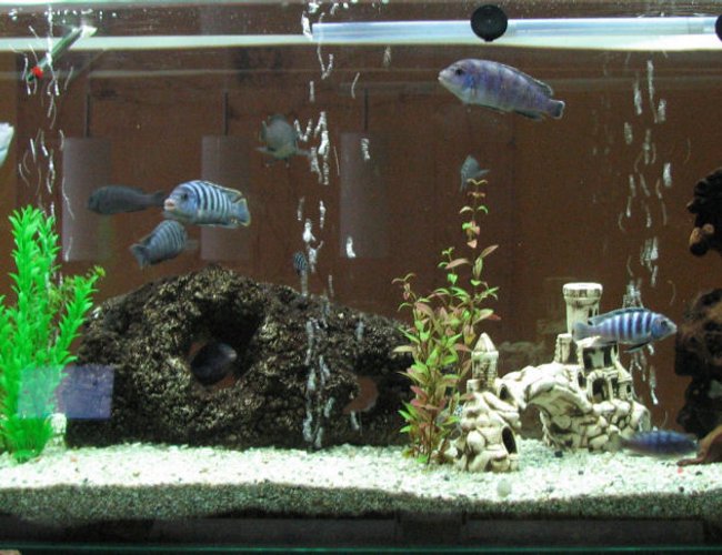 80 gallons freshwater fish tank (mostly fish and non-living decorations) - In the wall. It's very dificult to assemble or place the stones, because its visible from both sides. 80 gallons freshwater fish tank (mostly fish and non-living decorations) - In the wall. It's very dificult to assemble or place the stones, because its visible from both sides.