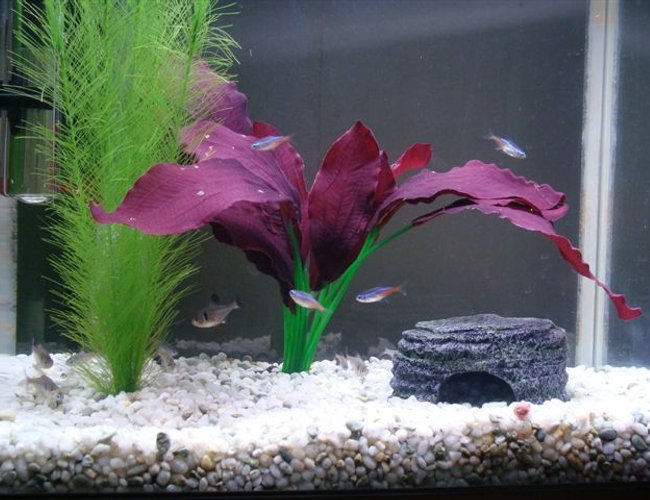 9 gallons freshwater fish tank (mostly fish and non-living decorations) - This is a full view of my tank. 9 gallons freshwater fish tank (mostly fish and non-living decorations) - This is a full view of my tank.