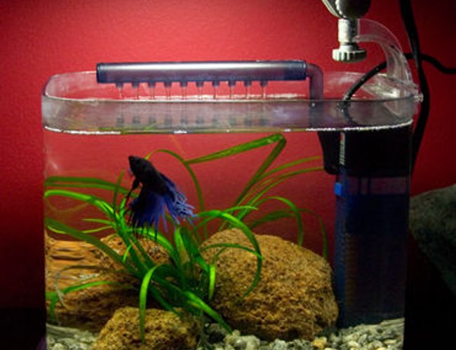 26 gallons freshwater fish tank (mostly fish and non-living decorations) - Betta's new home 26 gallons freshwater fish tank (mostly fish and non-living decorations) - Betta's new home
