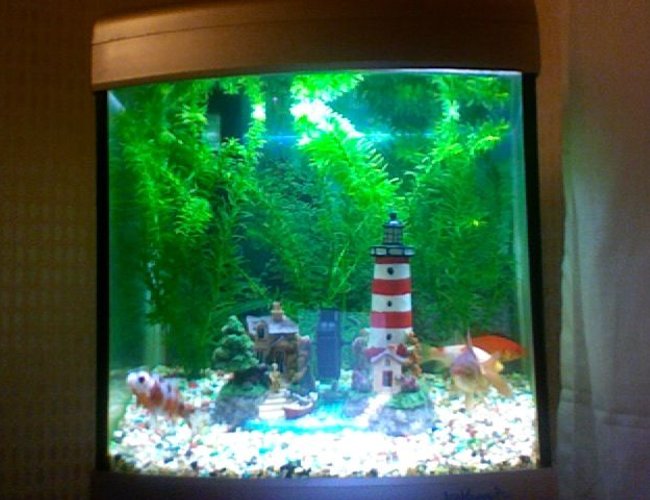 7 gallons freshwater fish tank (mostly fish and non-living decorations) - picture 2 7 gallons freshwater fish tank (mostly fish and non-living decorations) - picture 2