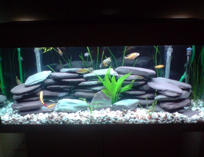 70 gallons freshwater fish tank (mostly fish and non-living decorations) - Malawi fish tank 70 gallons freshwater fish tank (mostly fish and non-living decorations) - Malawi fish tank