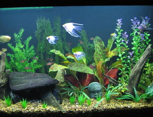 65 gallons freshwater fish tank (mostly fish and non-living decorations) - 65 gallon Angelfish community tank. Acrylic Tank is 4 feet long by 2 feet tall with better lighting 65 gallons freshwater fish tank (mostly fish and non-living decorations) - 65 gallon Angelfish community tank. Acrylic Tank is 4 feet long by 2 feet tall with better lighting