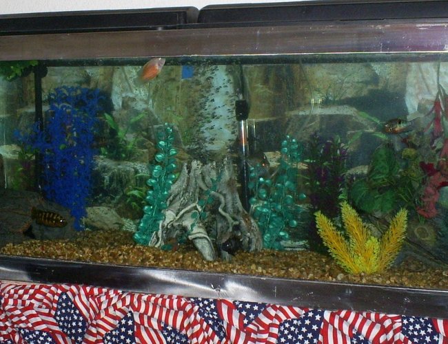 100 gallons freshwater fish tank (mostly fish and non-living decorations) - front of the tank 100 gallons freshwater fish tank (mostly fish and non-living decorations) - front of the tank