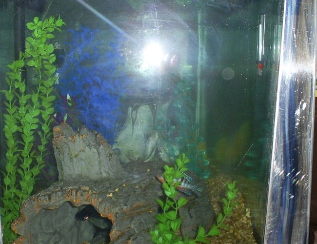 100 gallons freshwater fish tank (mostly fish and non-living decorations) - left end were the iridescents hang out 100 gallons freshwater fish tank (mostly fish and non-living decorations) - left end were the iridescents hang out