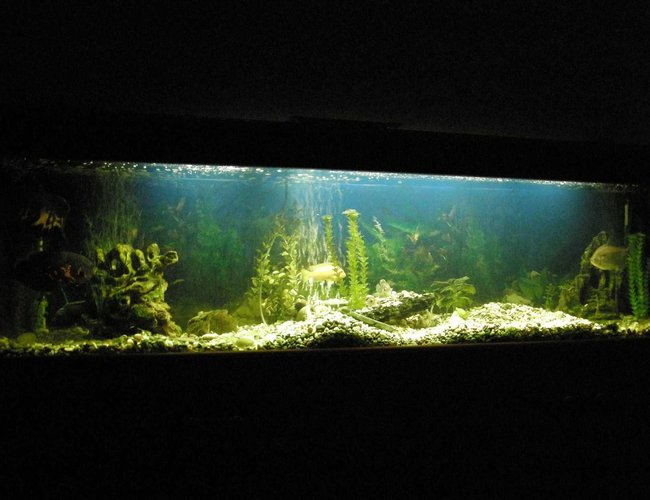 78 gallons freshwater fish tank (mostly fish and non-living decorations) - 300 liter Cichlid Tank 78 gallons freshwater fish tank (mostly fish and non-living decorations) - 300 liter Cichlid Tank