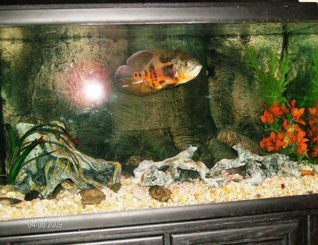 60 gallons freshwater fish tank (mostly fish and non-living decorations) - 60g, Oscar, Peecock eel 60 gallons freshwater fish tank (mostly fish and non-living decorations) - 60g, Oscar, Peecock eel