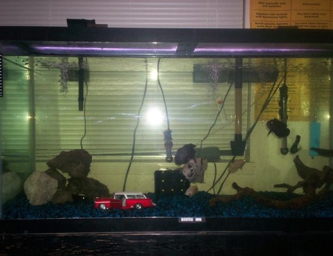 80 gallons freshwater fish tank (mostly fish and non-living decorations) - 80 Gal. tank 80 gallons freshwater fish tank (mostly fish and non-living decorations) - 80 Gal. tank