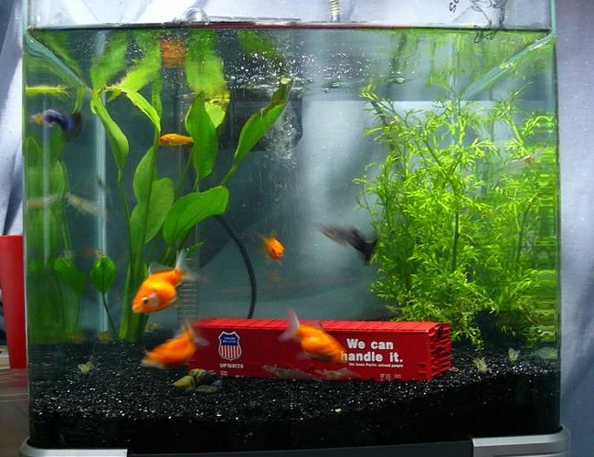 7 gallons freshwater fish tank (mostly fish and non-living decorations) - Old pic of my aquarium. I removed everything and left the tank bare now. Right only has one Pearlscale and few corals to stabilise the pH. 7 gallons freshwater fish tank (mostly fish and non-living decorations) - Old pic of my aquarium. I removed everything and left the tank bare now. Right only has one Pearlscale and few corals to stabilise the pH.
