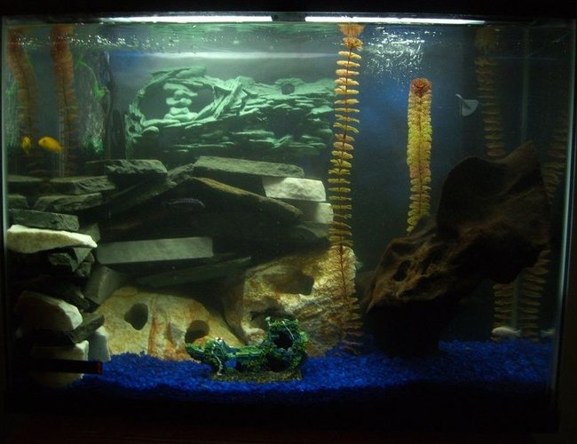 45 gallons freshwater fish tank (mostly fish and non-living decorations) - 45g mbuna tank 45 gallons freshwater fish tank (mostly fish and non-living decorations) - 45g mbuna tank