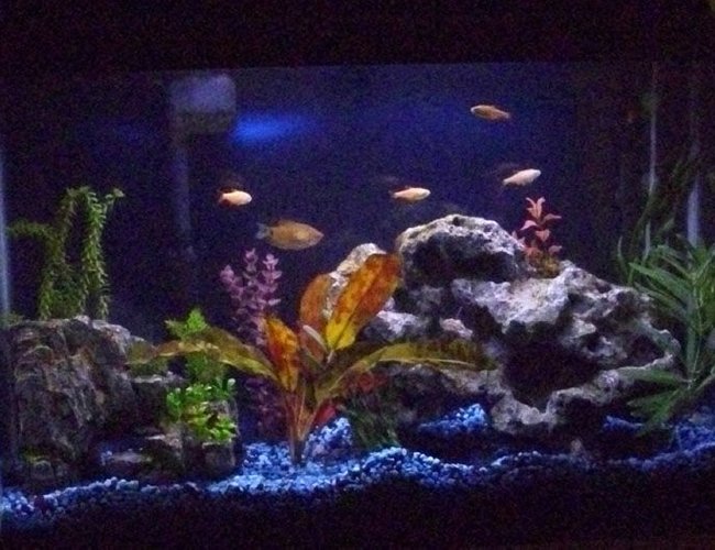 45 gallons freshwater fish tank (mostly fish and non-living decorations) - First posted pic 45 gallons freshwater fish tank (mostly fish and non-living decorations) - First posted pic