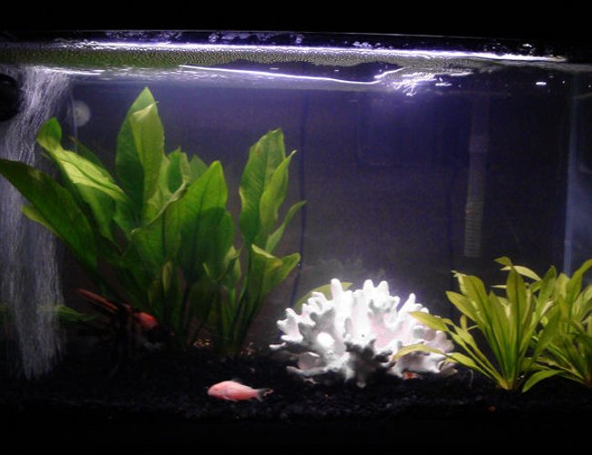 12 gallons freshwater fish tank (mostly fish and non-living decorations) - 12 gallon freshwater tank 12 gallons freshwater fish tank (mostly fish and non-living decorations) - 12 gallon freshwater tank