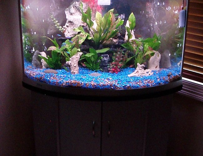 45 gallons freshwater fish tank (mostly fish and non-living decorations) - Aqua One, UFO 700 170liter tank. Not even close to being finished yet! 45 gallons freshwater fish tank (mostly fish and non-living decorations) - Aqua One, UFO 700 170liter tank. Not even close to being finished yet!