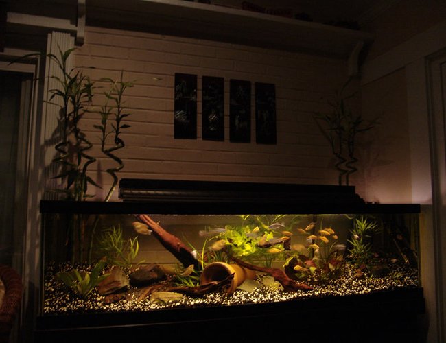 100 gallons freshwater fish tank (mostly fish and non-living decorations) - 100 Gallon Long
2 - Chinese Algae Eater
8 - Giant Danios
9 - Bleeding Heart Tetras
16 - Gold Barbs
5 - Longfin White Skirt Tetra
6 - Gold Gourami
And Yes, the Bamboo is growing out of the aquarium. 100 gallons freshwater fish tank (mostly fish and non-living decorations) - 100 Gallon Long
2 - Chinese Algae Eater
8 - Giant Danios
9 - Bleeding Heart Tetras
16 - Gold Barbs
5 - Longfin White Skirt Tetra
6 - Gold Gourami
And Yes, the Bamboo is growing out of the aquarium.