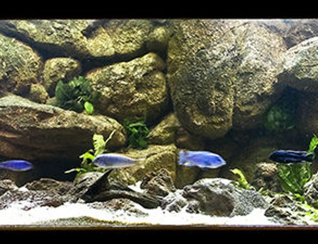 160 gallons freshwater fish tank (mostly fish and non-living decorations) - My Mbuna tank 160 gallons freshwater fish tank (mostly fish and non-living decorations) - My Mbuna tank