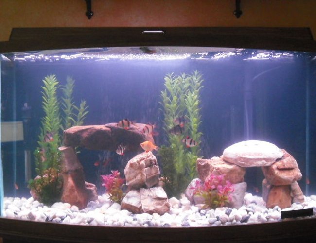 46 gallons freshwater fish tank (mostly fish and non-living decorations) - my 46 gallon bow front 46 gallons freshwater fish tank (mostly fish and non-living decorations) - my 46 gallon bow front
